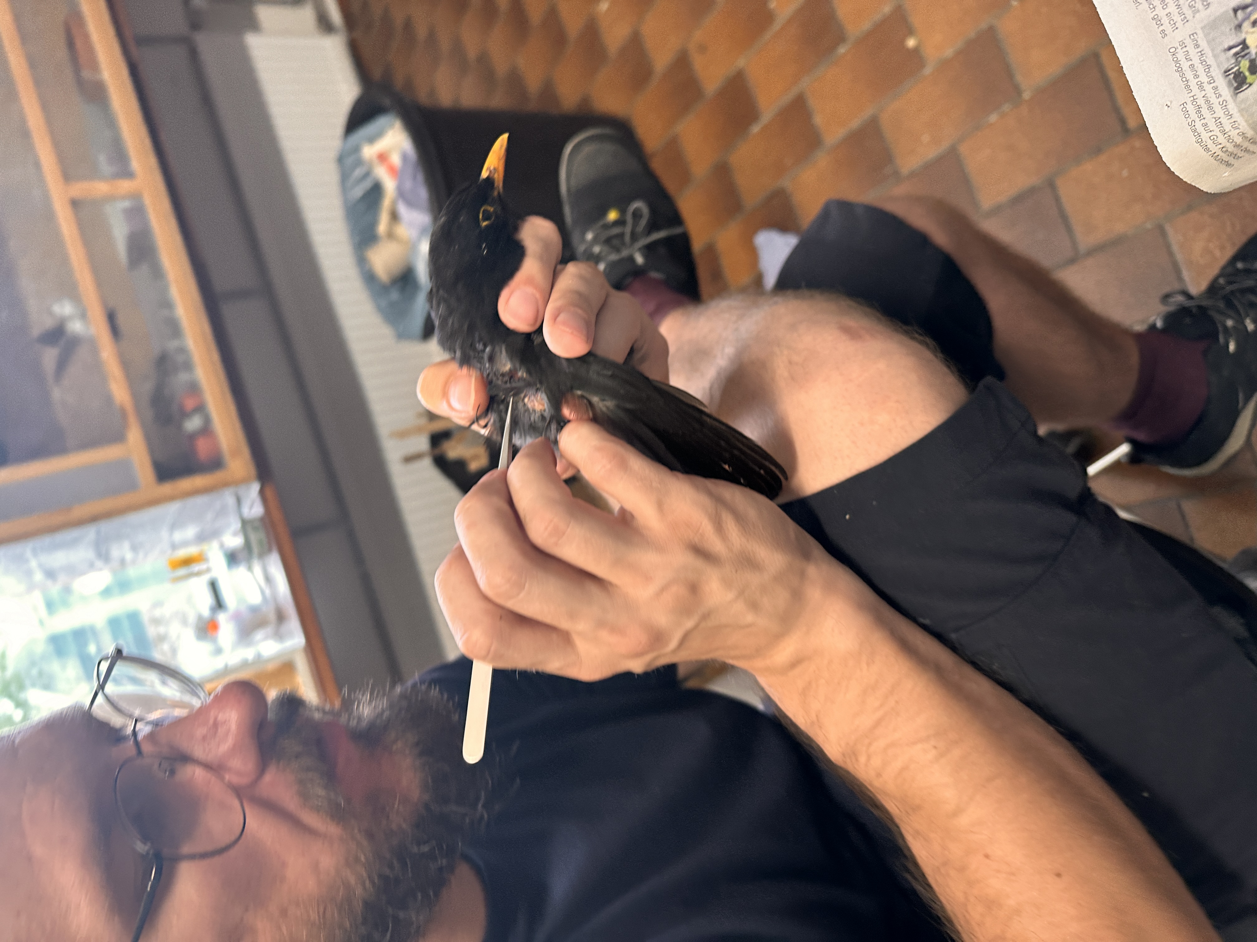 Jacek Koppe behandelt eine Amsel.
